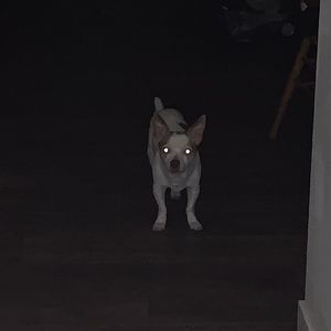 Meet your Posher, Gaurbanza